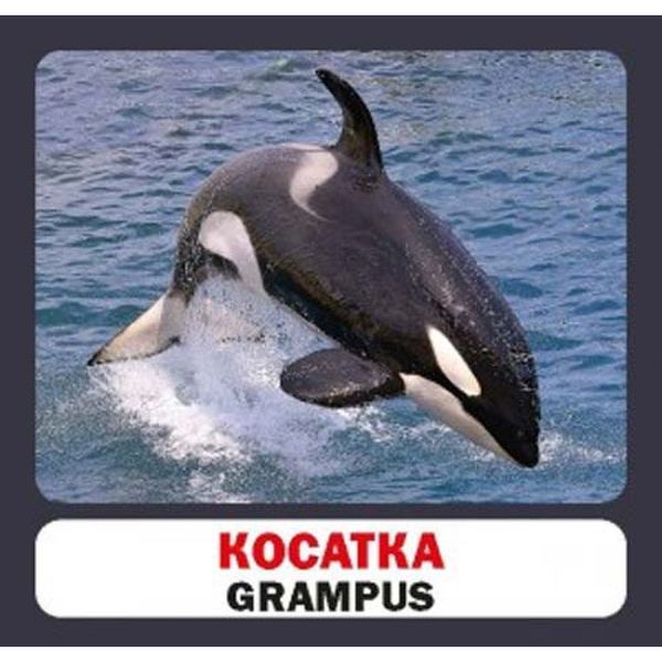 Мешканці морів і океанів. Marine Animals. 17 карток. 9786177360529 111947 фото