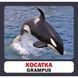 Мешканці морів і океанів. Marine Animals. 17 карток. 9786177360529 111947 фото 2