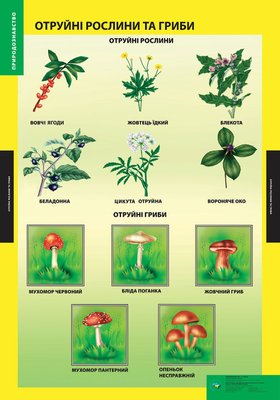 ПЛАКАТ Отруйні рослини та гриби 103128 фото