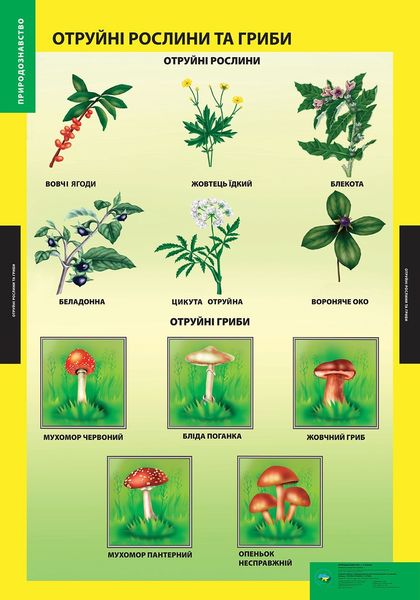 ПЛАКАТ Отруйні рослини та гриби 103128 фото