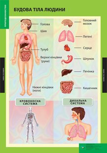 ПЛАКАТ Будова тіла людини 103124 фото