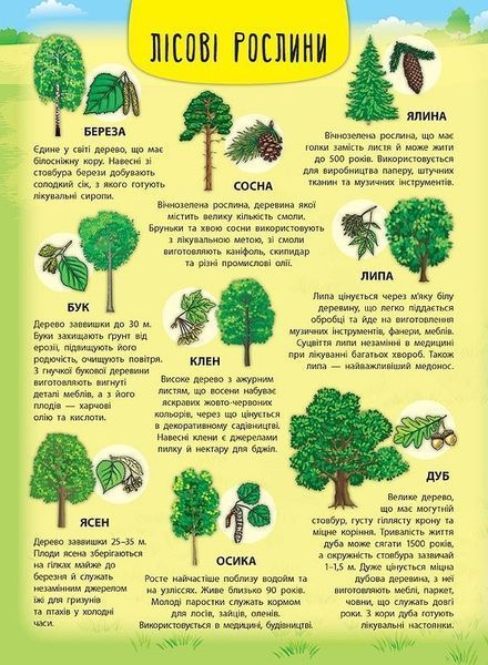 Енциклопедія з наліпками. Лісові тварини та рослини - Смирнова К. В. - УЛА (104846) 104846 фото