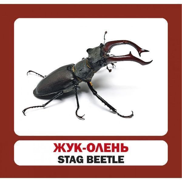 Комахи. Insects. 17 карток. 9789669751850 111963 фото