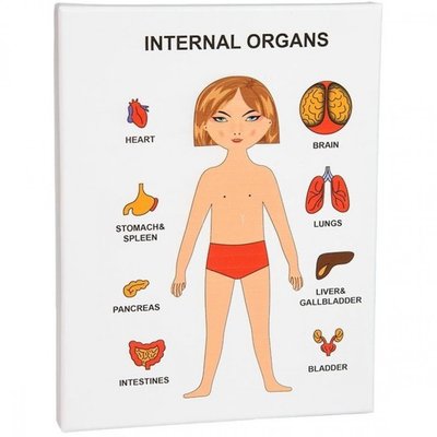 Навчальна гра Strateg Internal Organ - внутрішні органи (30349) 114996 фото